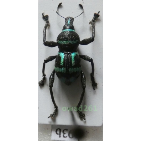 Metapocyrtus negrosensis Schultze, 1925 Philippines93b